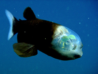 macropinna1.jpg